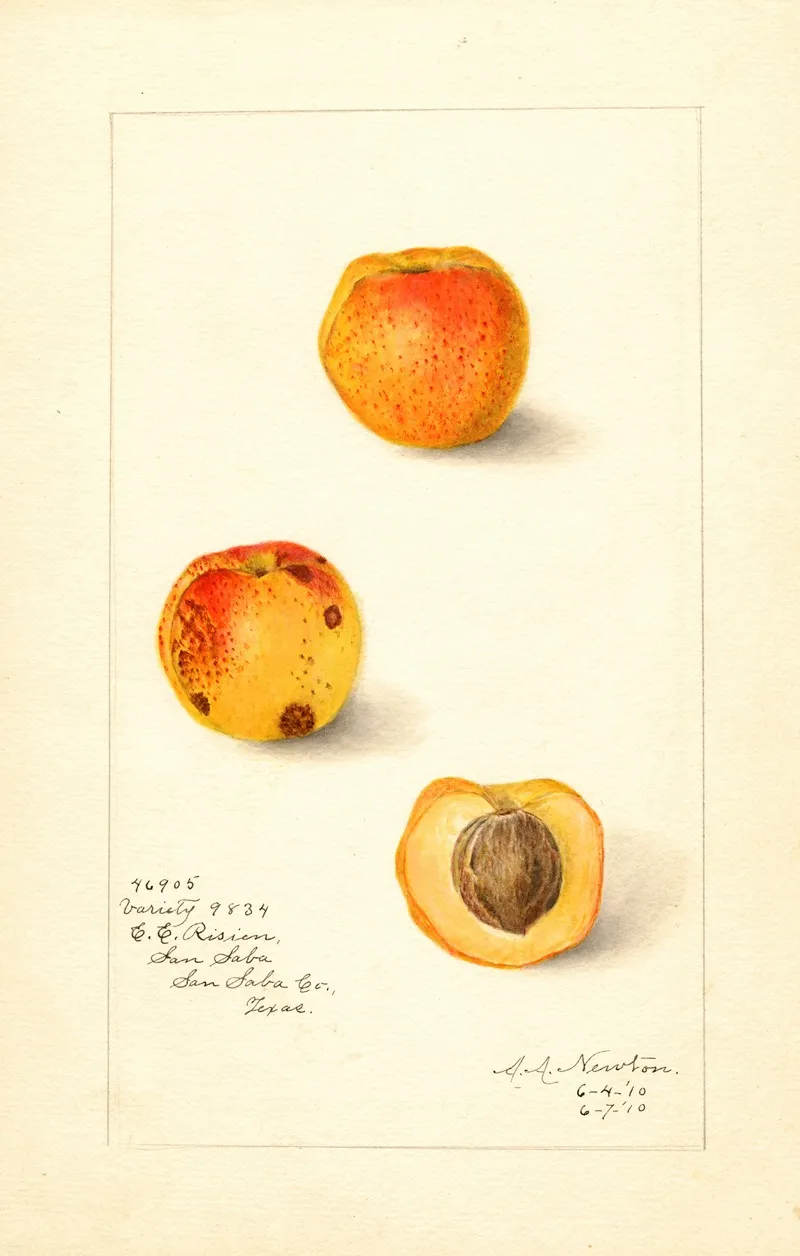 Prunus Mume Variety 9834 Wall Art by Amanda Almira Newton - High-Resolution Digital Print