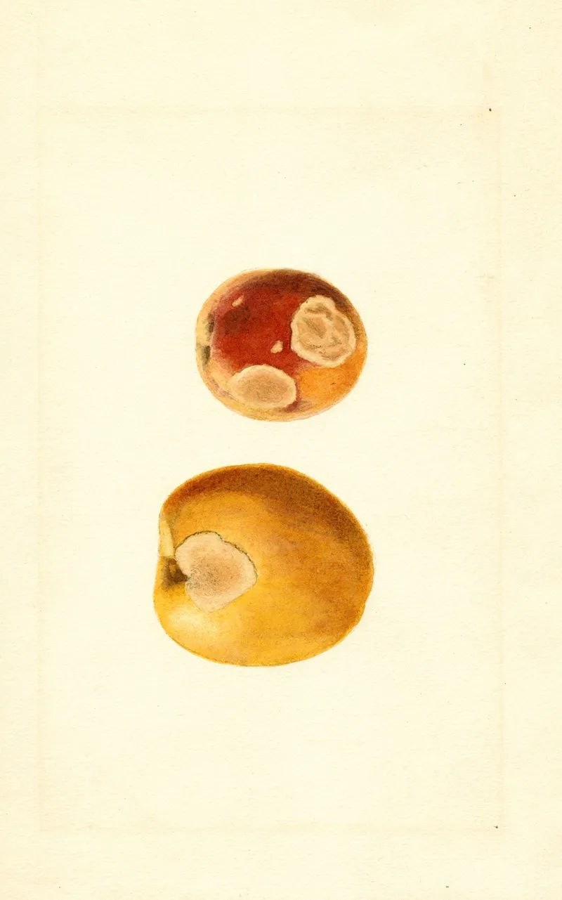 Prunus Persica 10 Wall Art by James Marion Shull - High-Resolution Digital Print