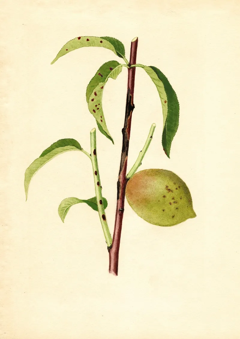 Prunus Persica 11 Wall Art by James Marion Shull - High-Resolution Digital Print