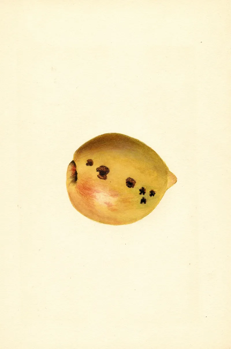 Prunus Persica 12 Wall Art by James Marion Shull - High-Resolution Digital Print