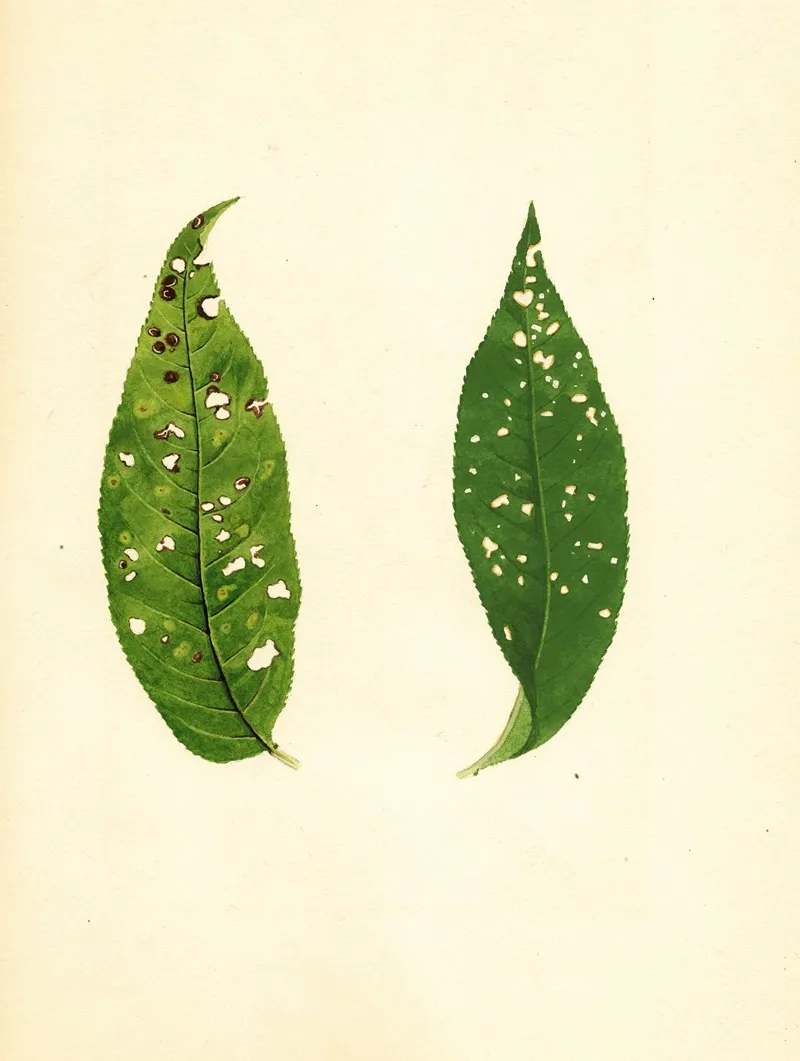 Prunus Persica 13 Wall Art by James Marion Shull - High-Resolution Digital Print