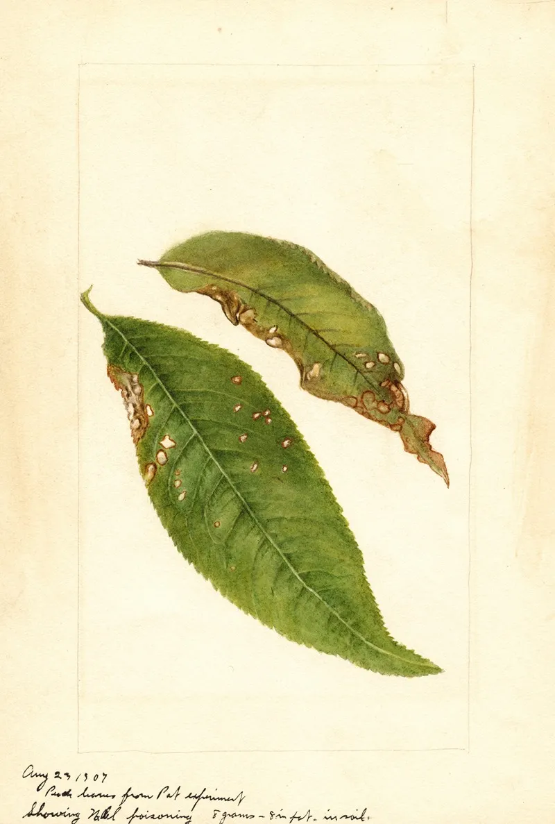 Prunus Persica 15