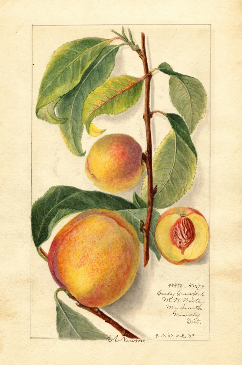Prunus Persica 2 Wall Art by Amanda Almira Newton - High-Resolution Digital Print