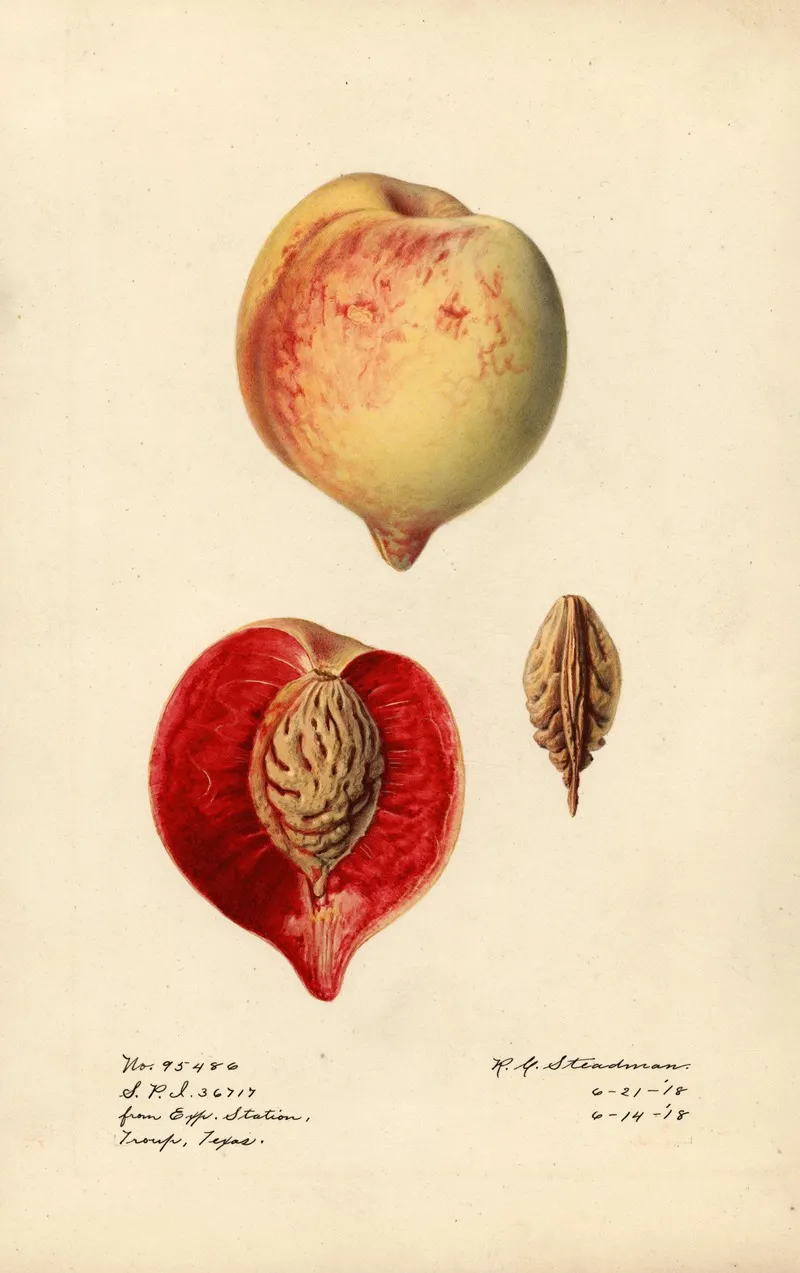 Prunus Persica 3 Wall Art by Royal Charles Steadman - High-Resolution Digital Print