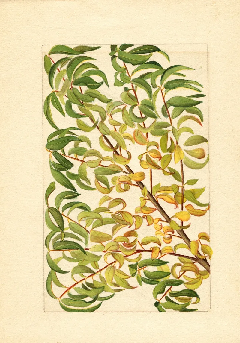 Prunus Persica 4