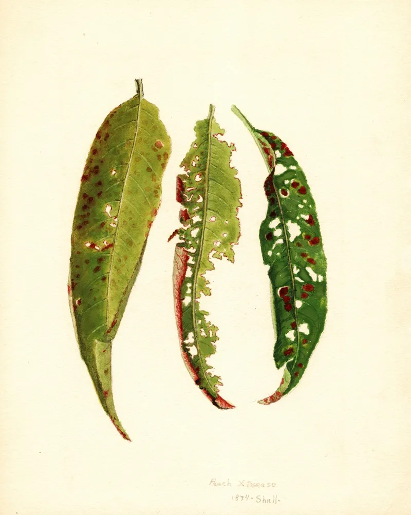 Prunus Persica 5 Wall Art by James Marion Shull - High-Resolution Digital Print