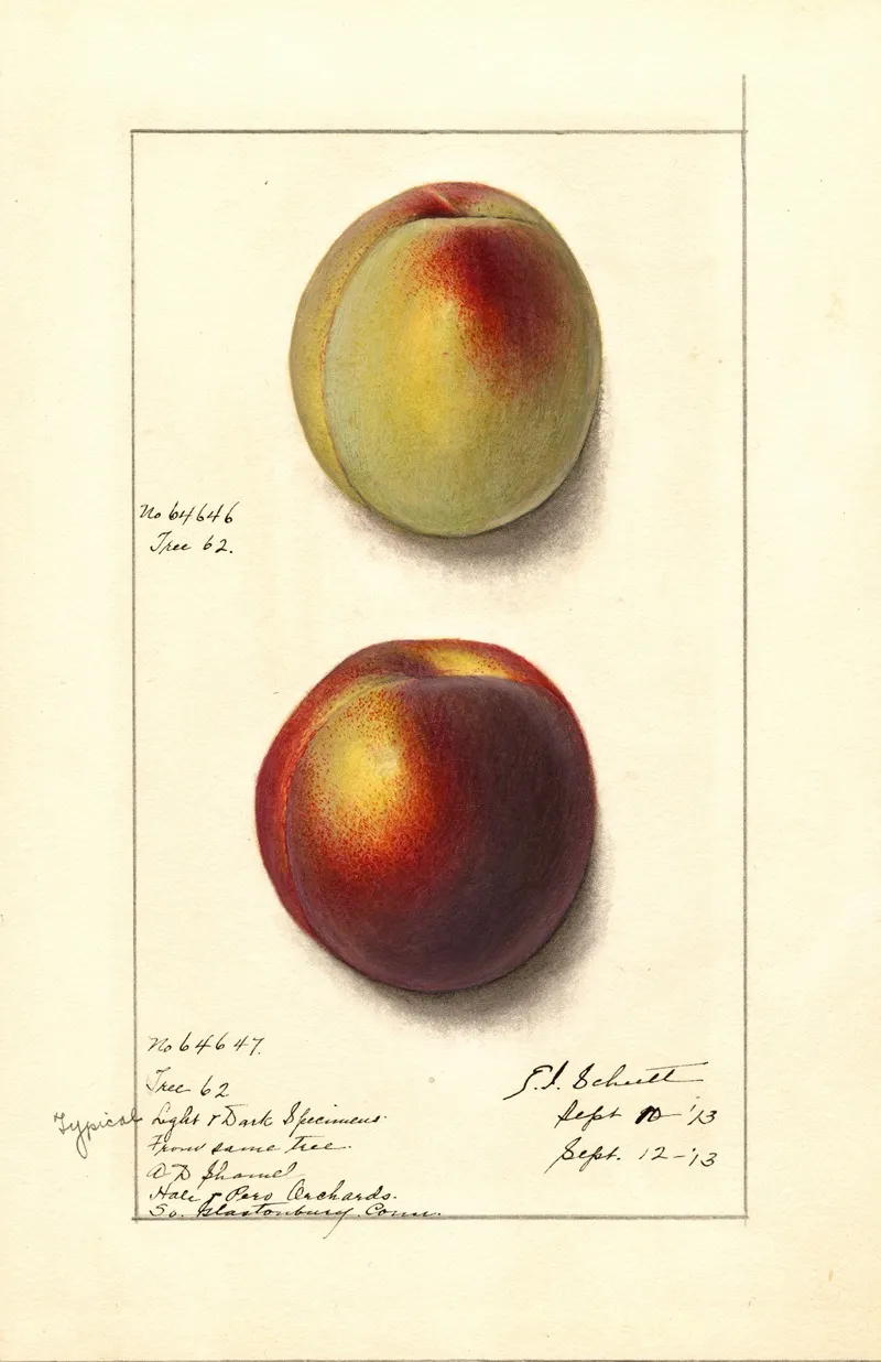 Prunus Persica 6 Wall Art by Ellen Isham Schutt - High-Resolution Digital Print