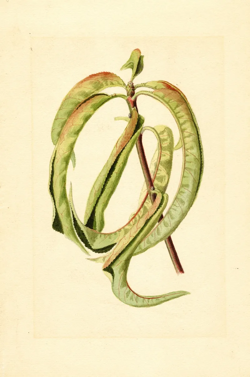Prunus Persica 7 Wall Art by James Marion Shull - High-Resolution Digital Print