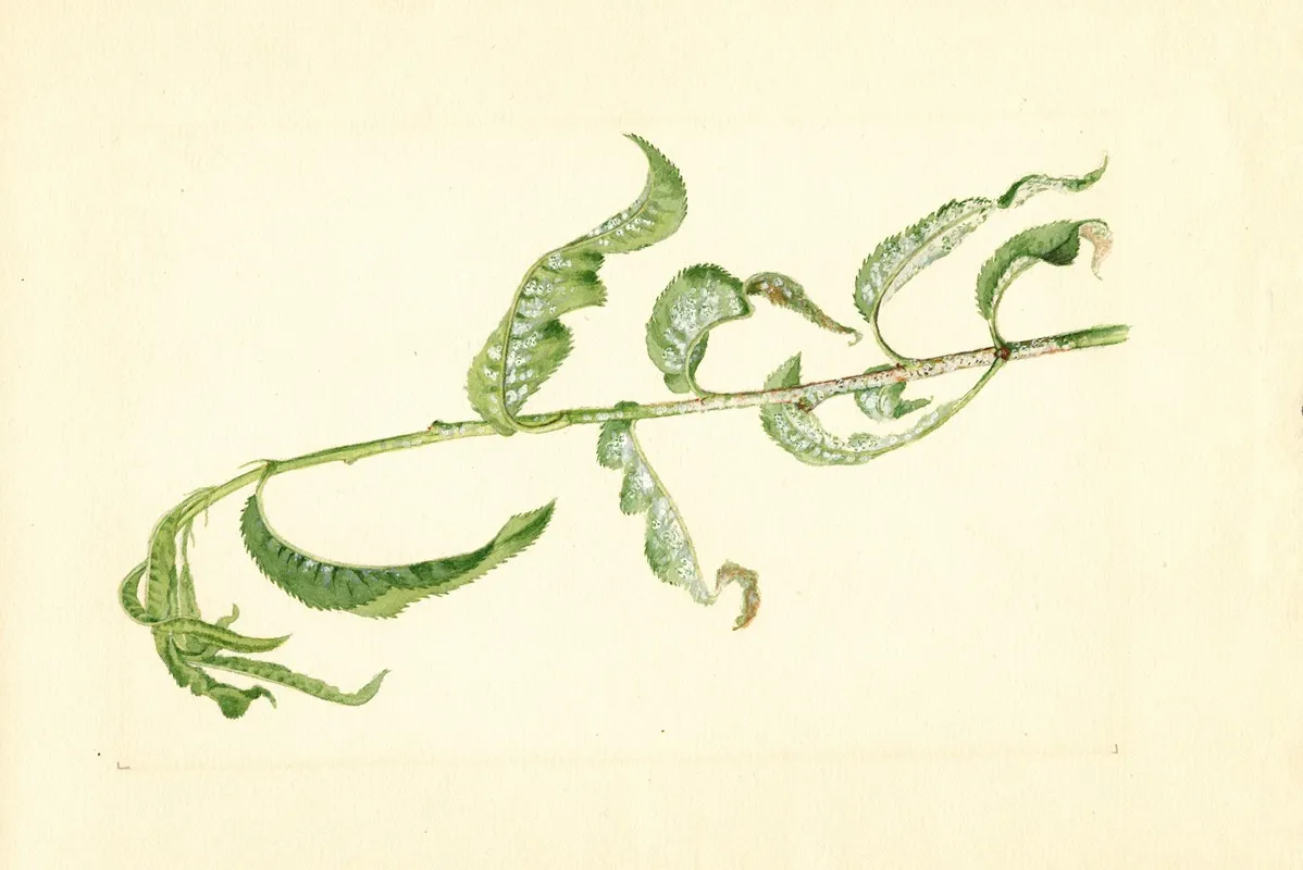 Prunus Persica 8 Wall Art by James Marion Shull - High-Resolution Digital Print