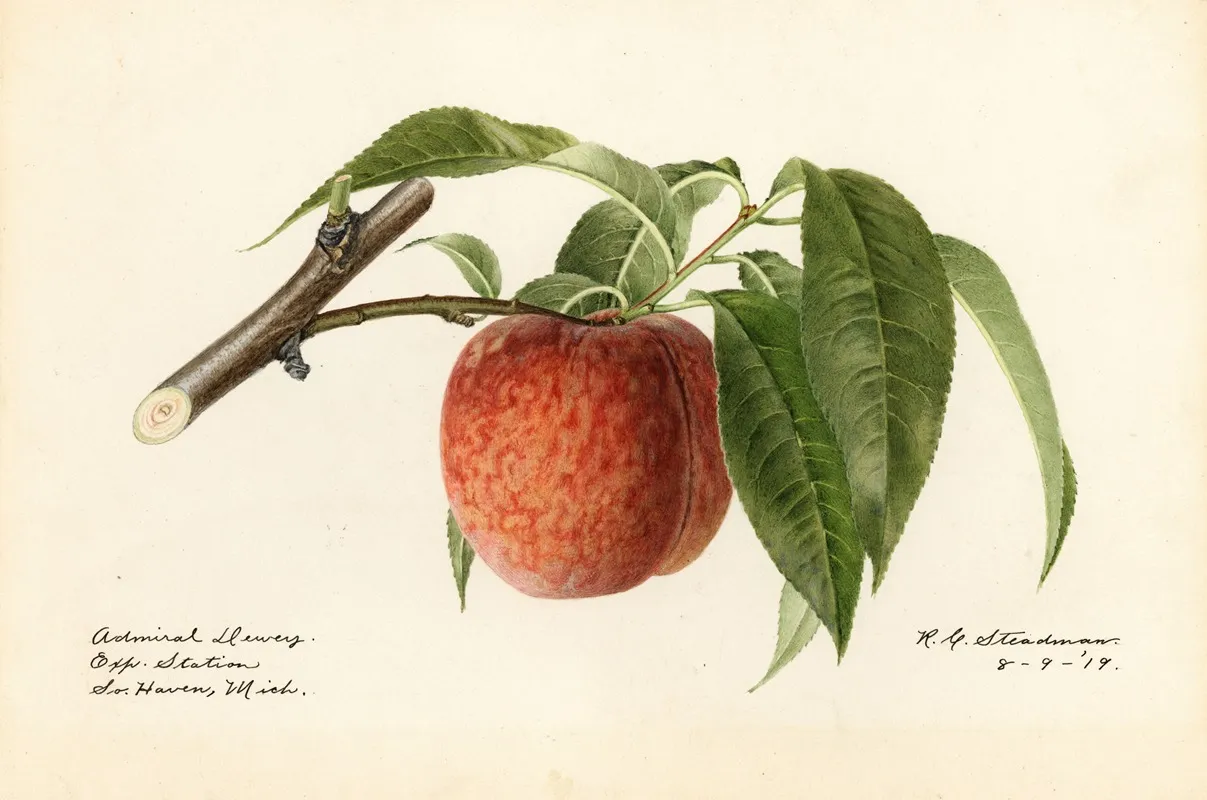 Prunus Persica Admiral Dewey Wall Art by Royal Charles Steadman - High-Resolution Digital Print
