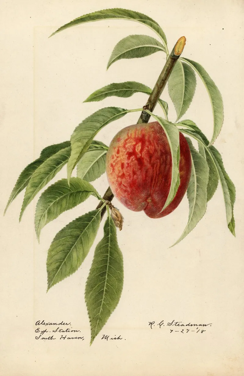 Prunus Persica Alexander Wall Art by Royal Charles Steadman - High-Resolution Digital Print
