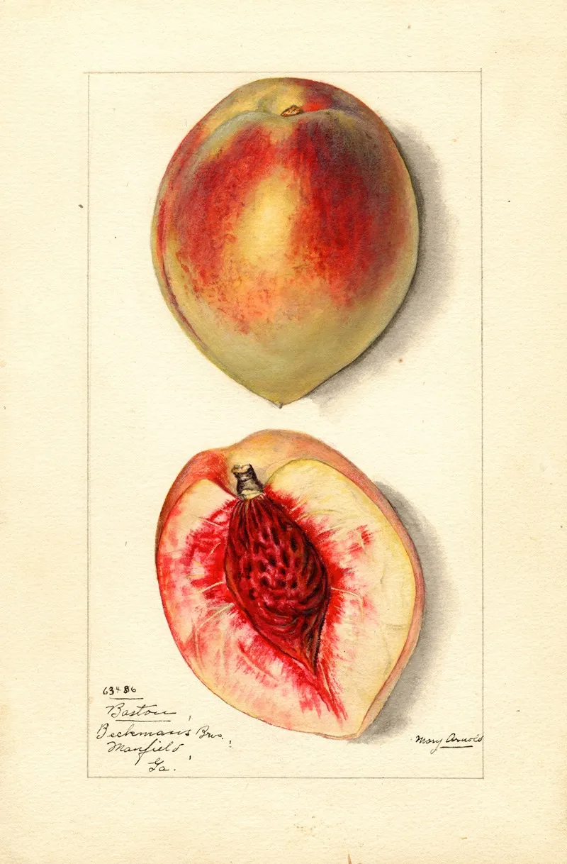 Prunus Persica Baston Wall Art by Mary Daisy Arnold - High-Resolution Digital Print