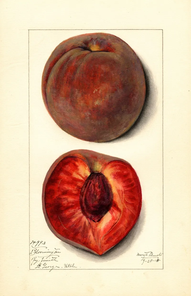 Prunus Persica Bloomington Wall Art by Mary Daisy Arnold - High-Resolution Digital Print
