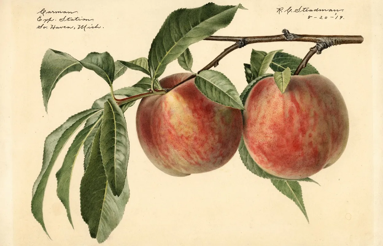 Prunus Persica Carman Wall Art by Royal Charles Steadman - High-Resolution Digital Print