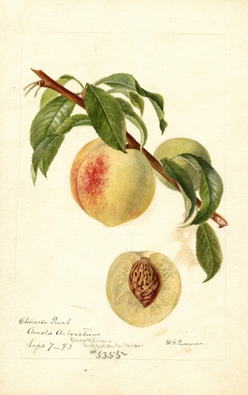 Prunus Persica Chinese Wall Art by Deborah Griscom Passmore - High-Resolution Digital Print