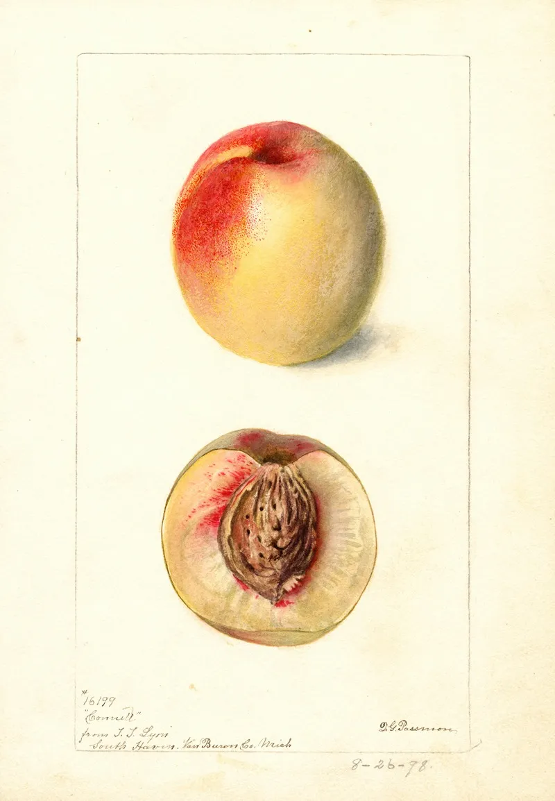 Prunus Persica Connett Wall Art by Deborah Griscom Passmore - High-Resolution Digital Print