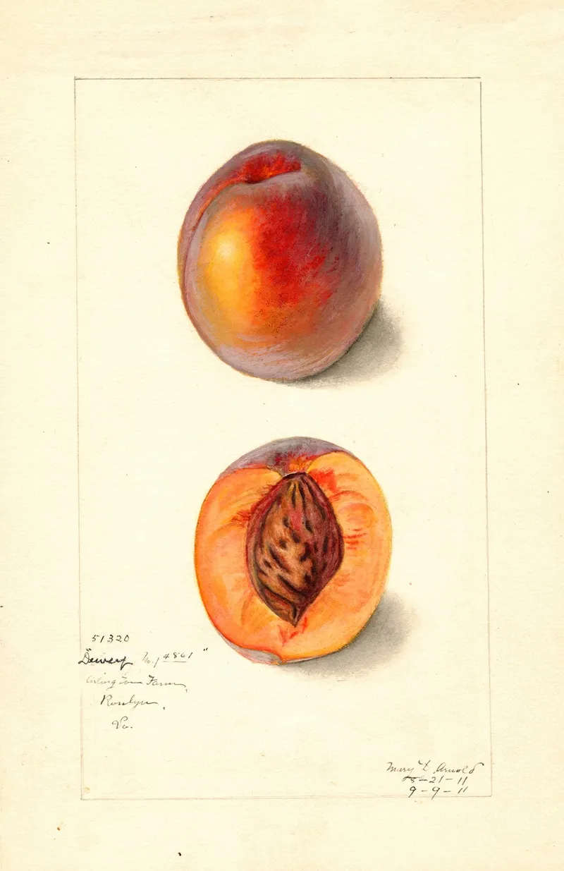 Prunus Persica Dewey Wall Art by Mary Daisy Arnold - High-Resolution Digital Print