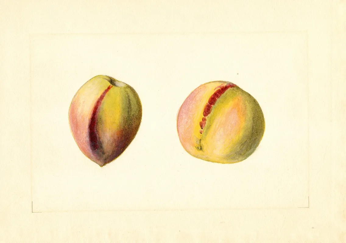 Prunus Persica Early Crawford Wall Art by James Marion Shull - High-Resolution Digital Print