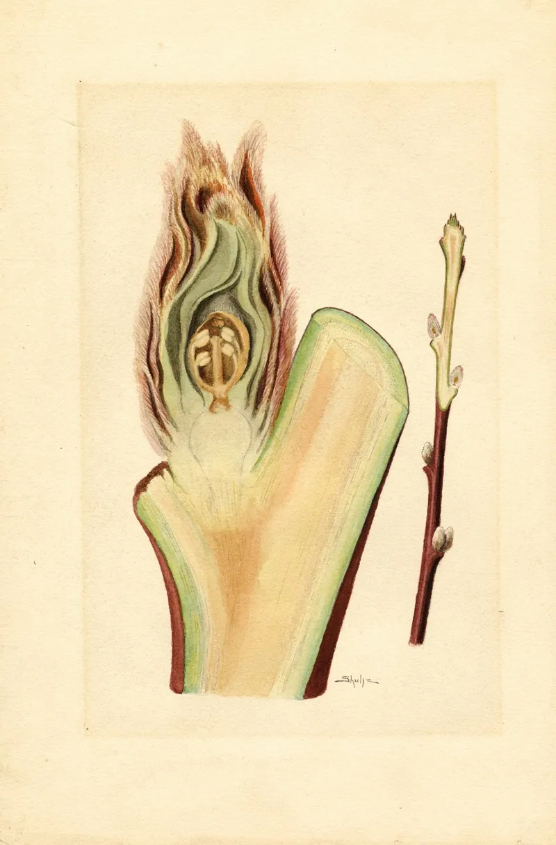 Prunus Persica Elberta 2 Wall Art by James Marion Shull - High-Resolution Digital Print