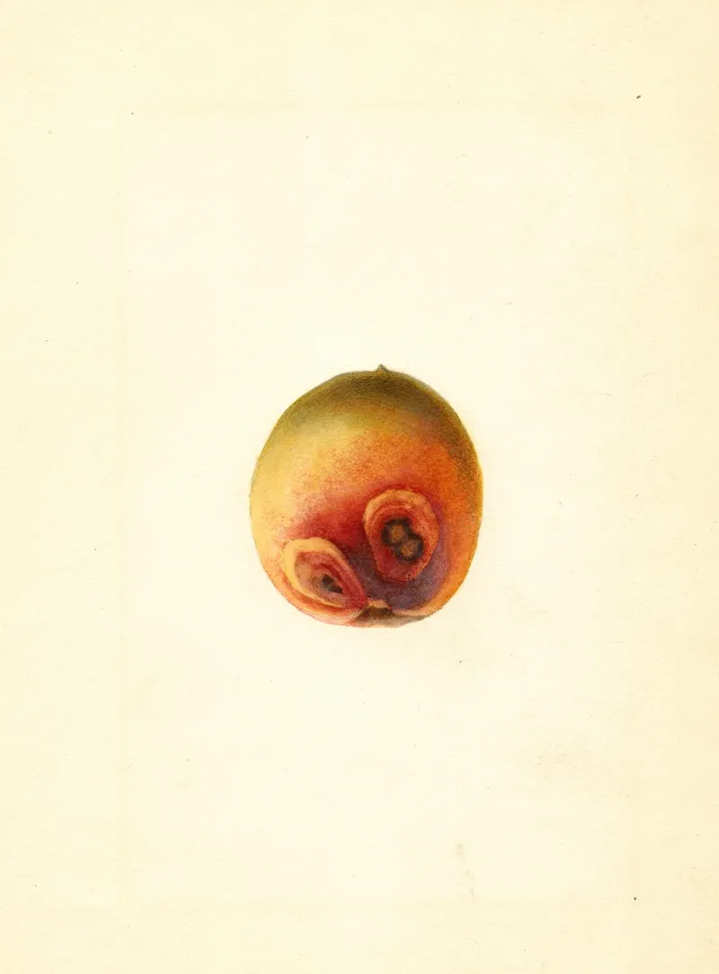 Prunus Persica Elberta 3 Wall Art by James Marion Shull - High-Resolution Digital Print