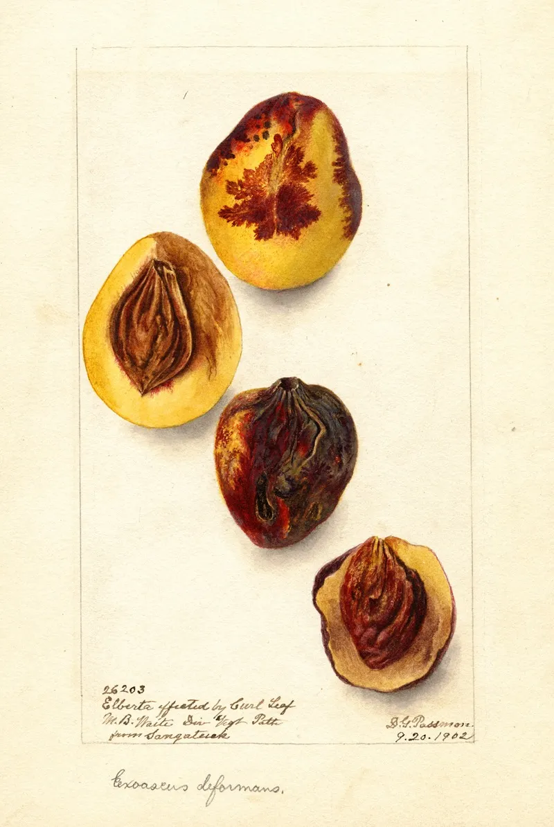 Prunus Persica Elberta 4 Wall Art by Deborah Griscom Passmore - High-Resolution Digital Print