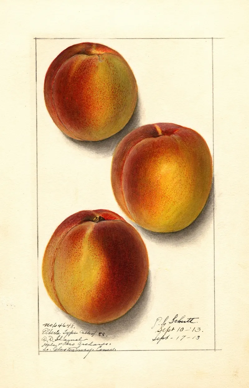 Prunus Persica Elberta Wall Art by Ellen Isham Schutt - High-Resolution Digital Print