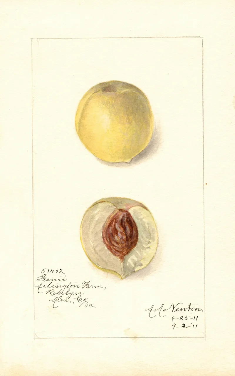 Prunus Persica Genii Wall Art by Amanda Almira Newton - High-Resolution Digital Print