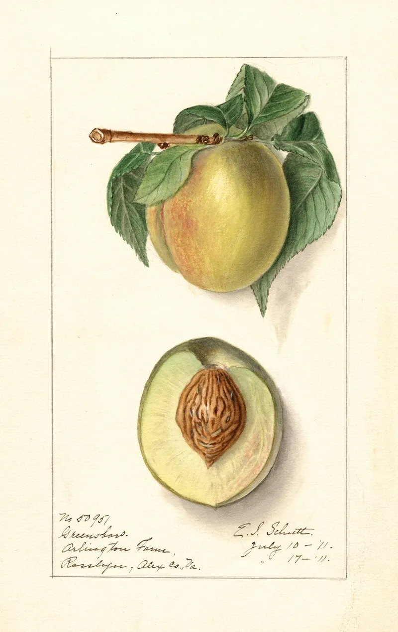 Prunus Persica Greensboro Wall Art by Ellen Isham Schutt - High-Resolution Digital Print