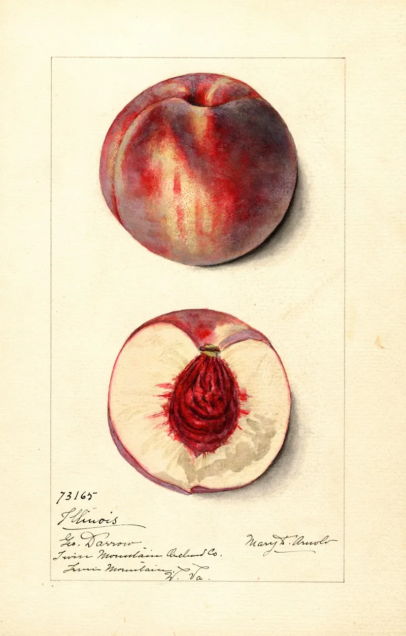Prunus Persica Illinois Wall Art by Mary Daisy Arnold - High-Resolution Digital Print