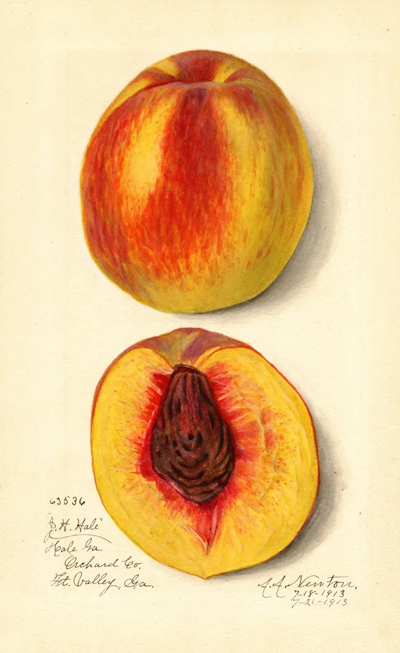 Prunus Persica J Wall Art by Amanda Almira Newton - High-Resolution Digital Print
