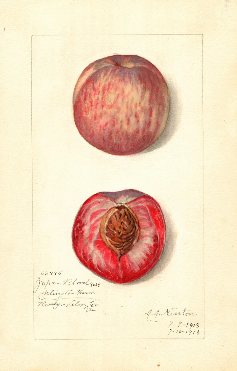 Prunus Persica Japan Blood Wall Art by Amanda Almira Newton - High-Resolution Digital Print