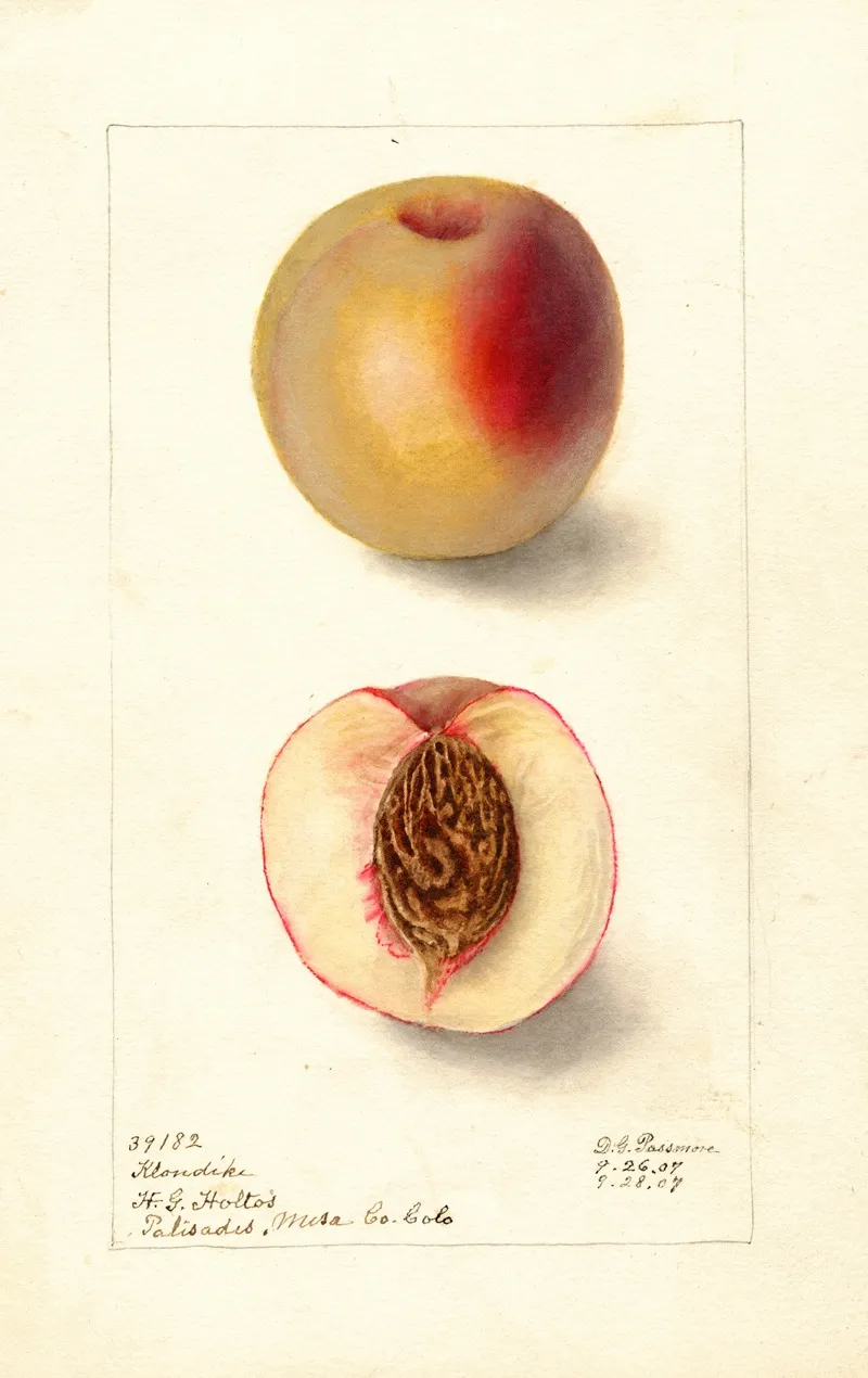 Prunus Persica Klondike Wall Art by Deborah Griscom Passmore - High-Resolution Digital Print