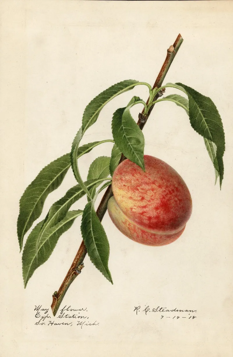 Prunus Persica Mayflower Wall Art by Royal Charles Steadman - High-Resolution Digital Print