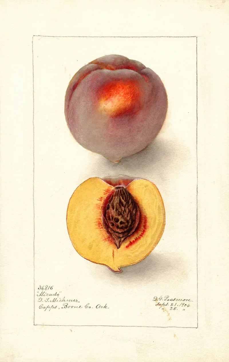 Prunus Persica Micado Wall Art by Deborah Griscom Passmore - High-Resolution Digital Print