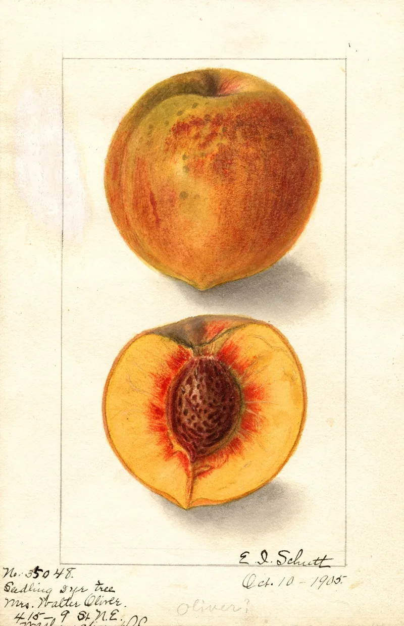 Prunus Persica Oliver Wall Art by Ellen Isham Schutt - High-Resolution Digital Print