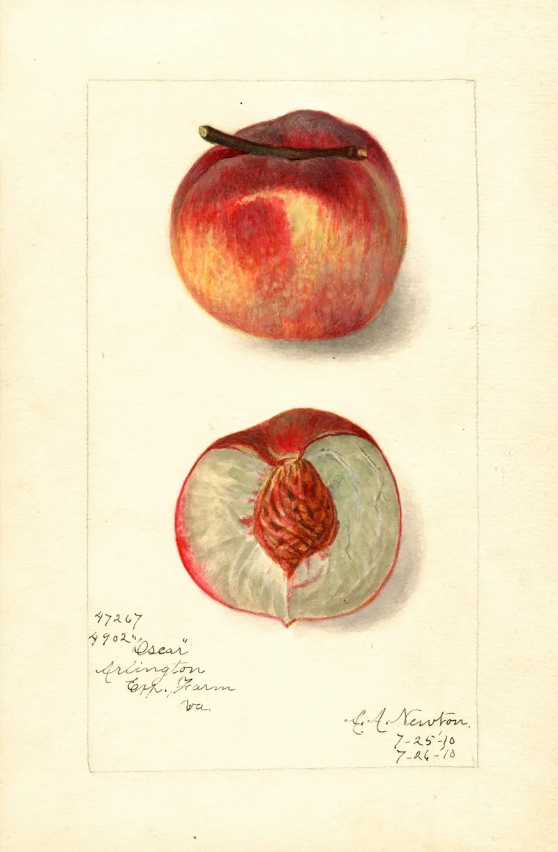 Prunus Persica Oscar Wall Art by Amanda Almira Newton - High-Resolution Digital Print