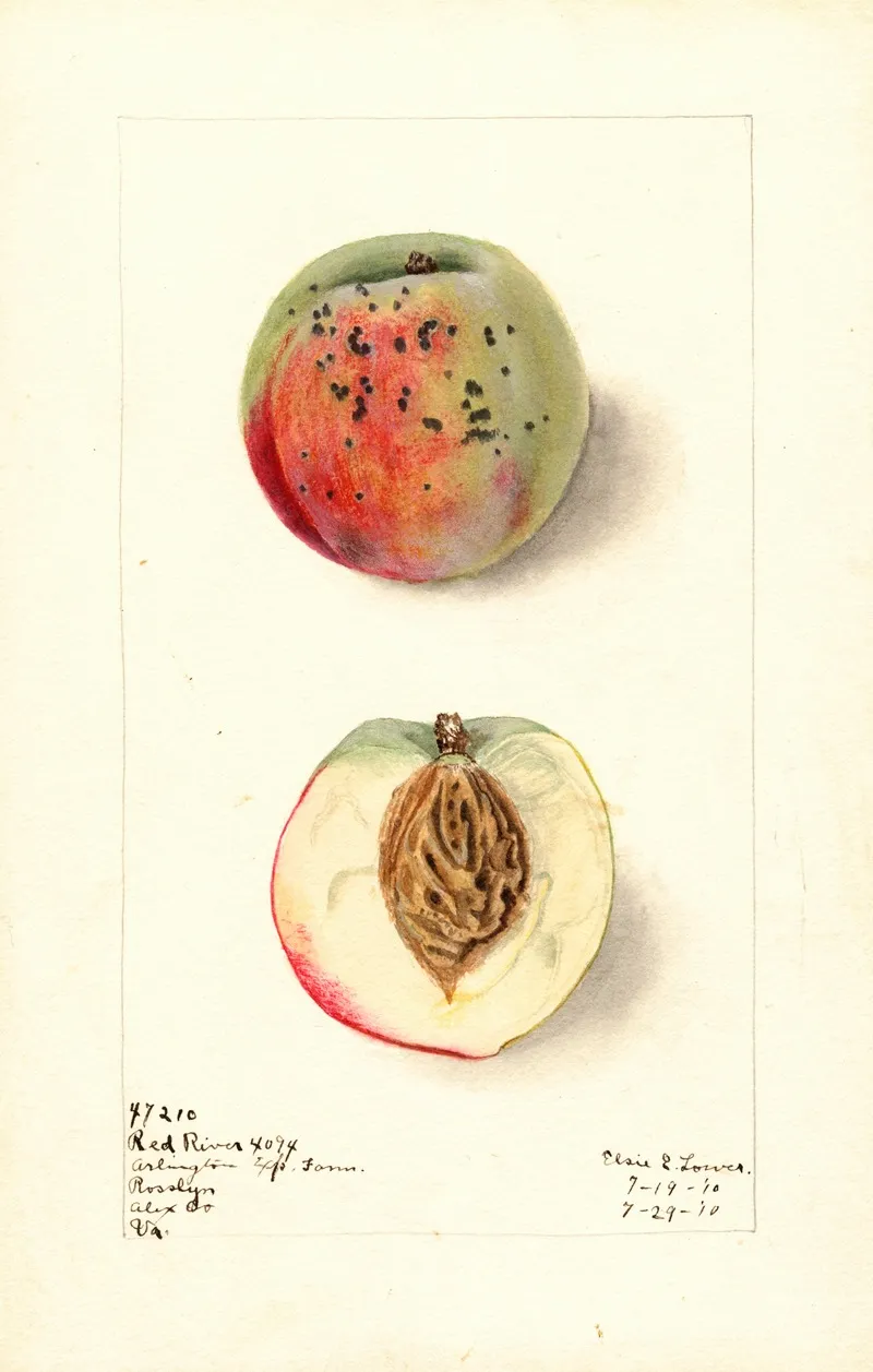 Prunus Persica Red River 2 Wall Art by Elsie E. Lower - High-Resolution Digital Print