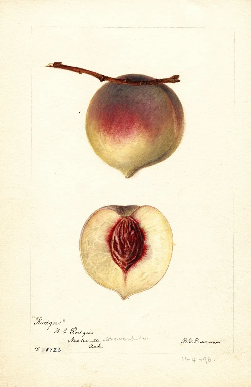 Prunus Persica Rodgers Wall Art by Deborah Griscom Passmore - High-Resolution Digital Print