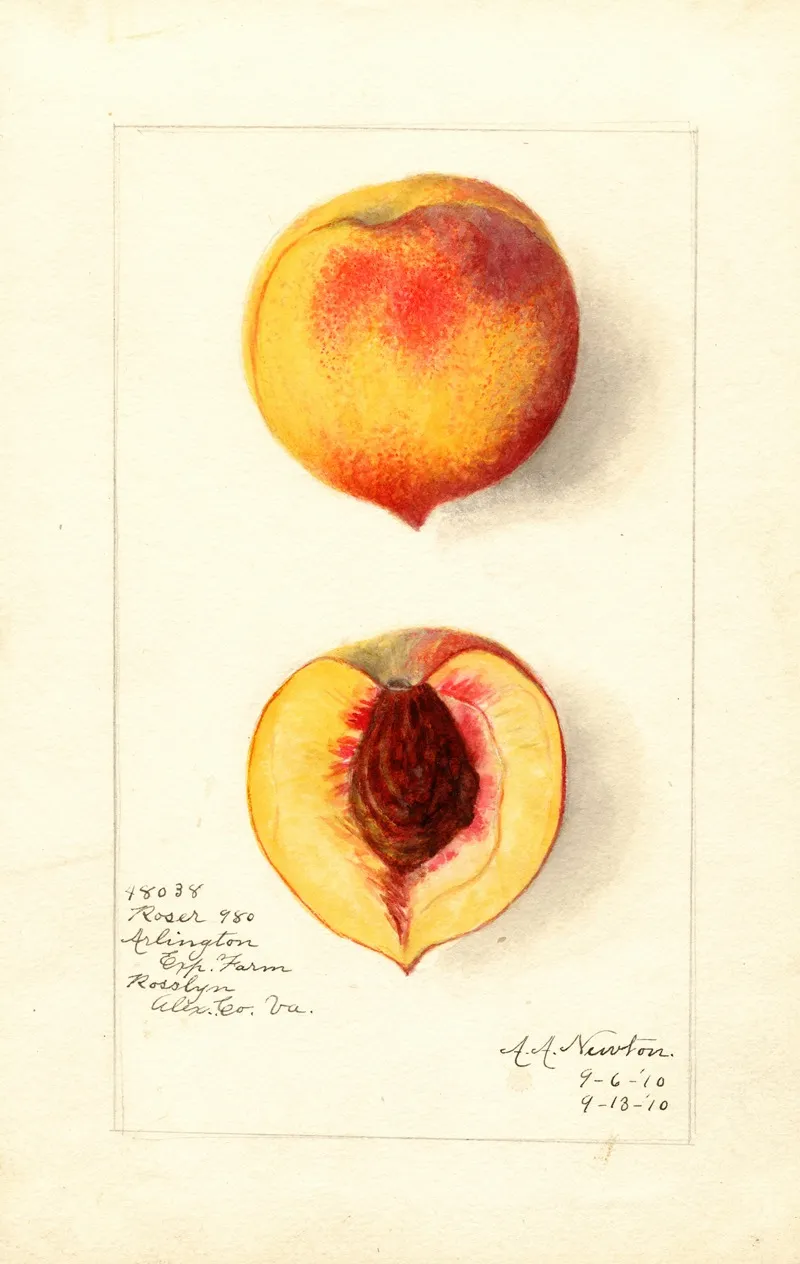 Prunus Persica Roser Wall Art by Amanda Almira Newton - High-Resolution Digital Print