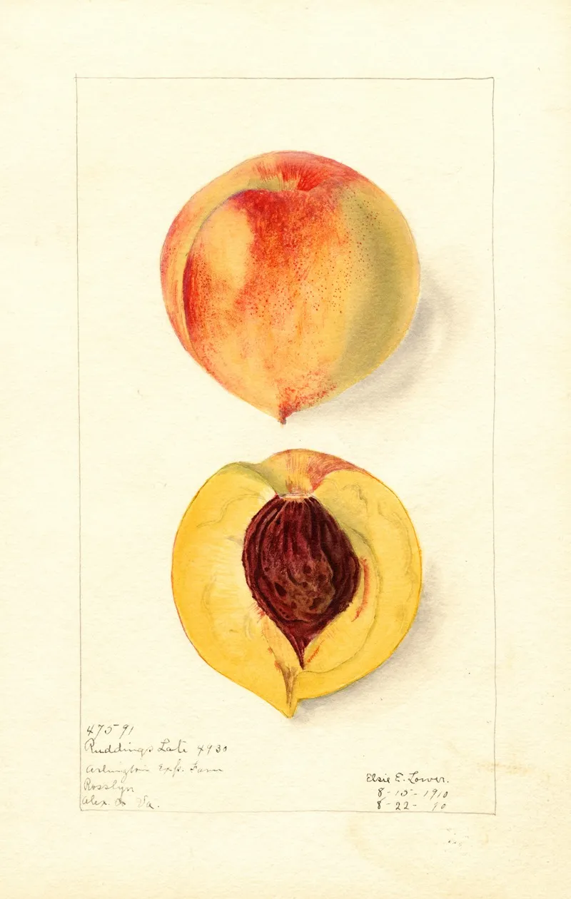 Prunus Persica Ruddings Late Wall Art by Elsie E. Lower - High-Resolution Digital Print