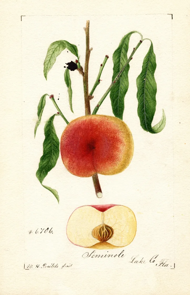 Prunus Persica Seminole Wall Art by William Henry Prestele - High-Resolution Digital Print