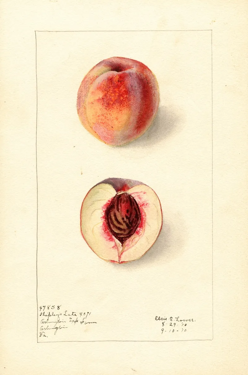 Prunus Persica Shipleys Late Wall Art by Elsie E. Lower - High-Resolution Digital Print