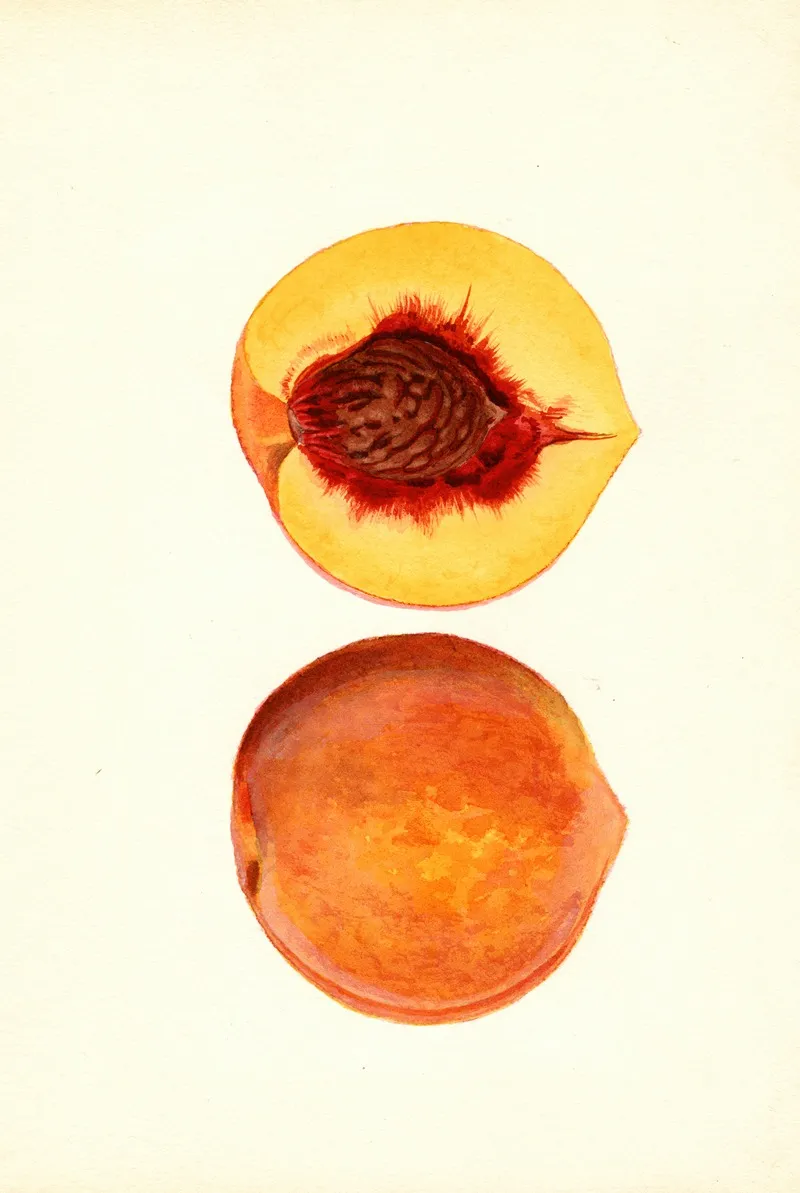 Prunus Persica Shipper Wall Art by James Marion Shull - High-Resolution Digital Print
