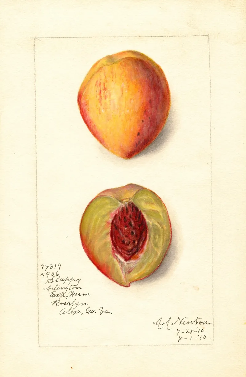 Prunus Persica Slappy Wall Art by Amanda Almira Newton - High-Resolution Digital Print