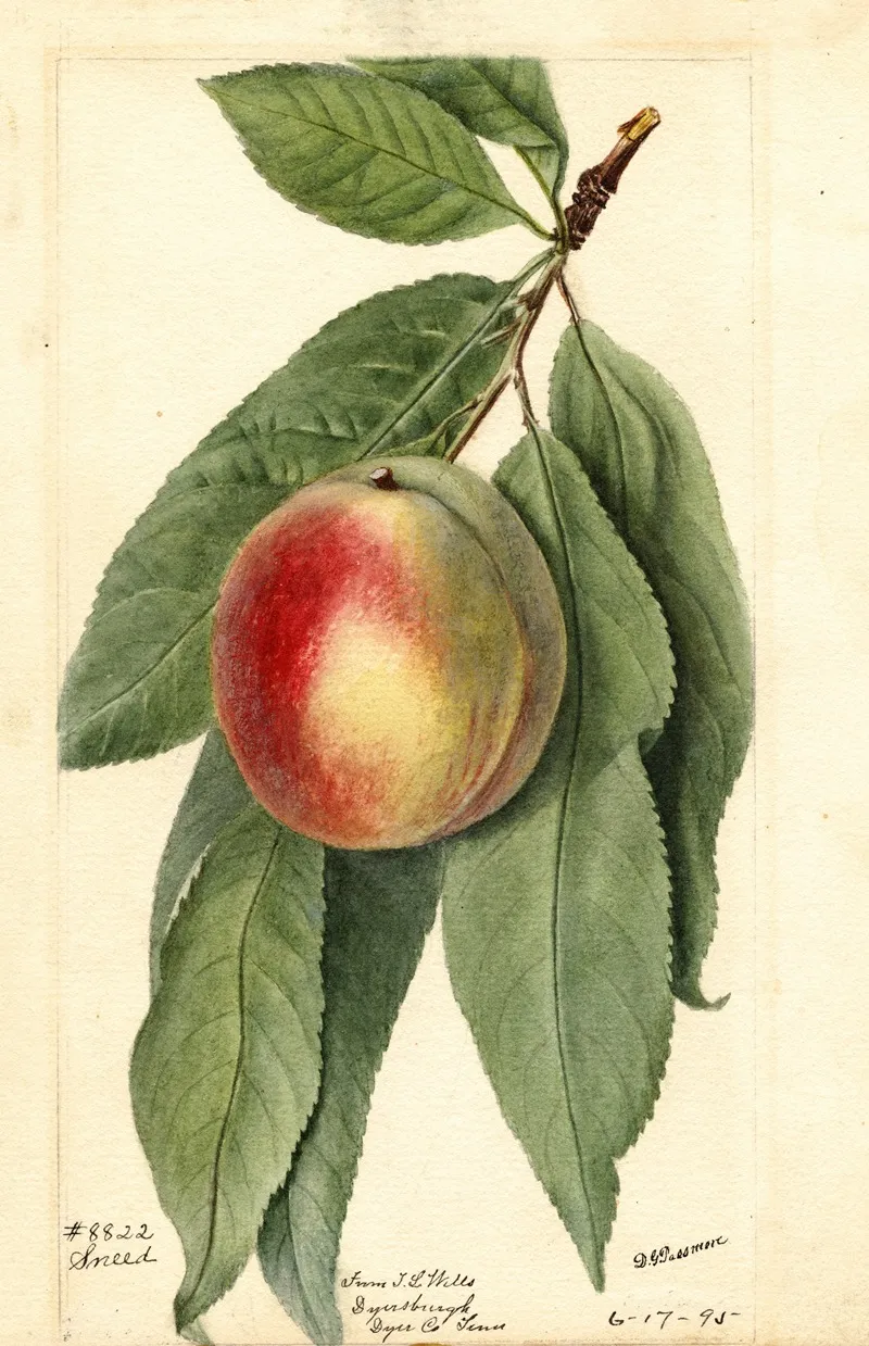 Prunus Persica Sneed Wall Art by Deborah Griscom Passmore - High-Resolution Digital Print