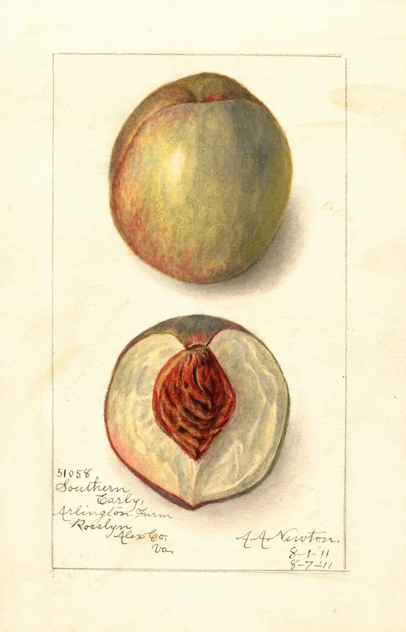 Prunus Persica Southern Early Wall Art by Amanda Almira Newton - High-Resolution Digital Print