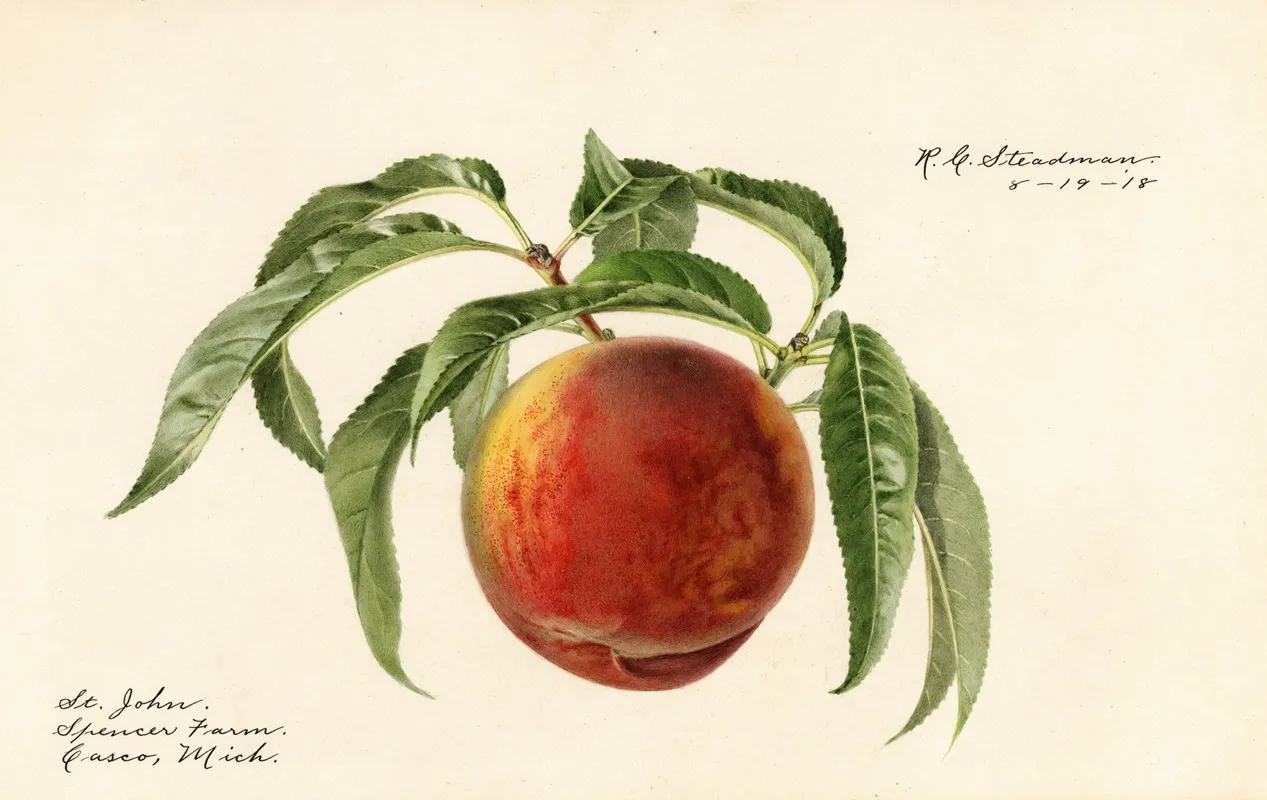 Prunus Persica St Wall Art by Royal Charles Steadman - High-Resolution Digital Print