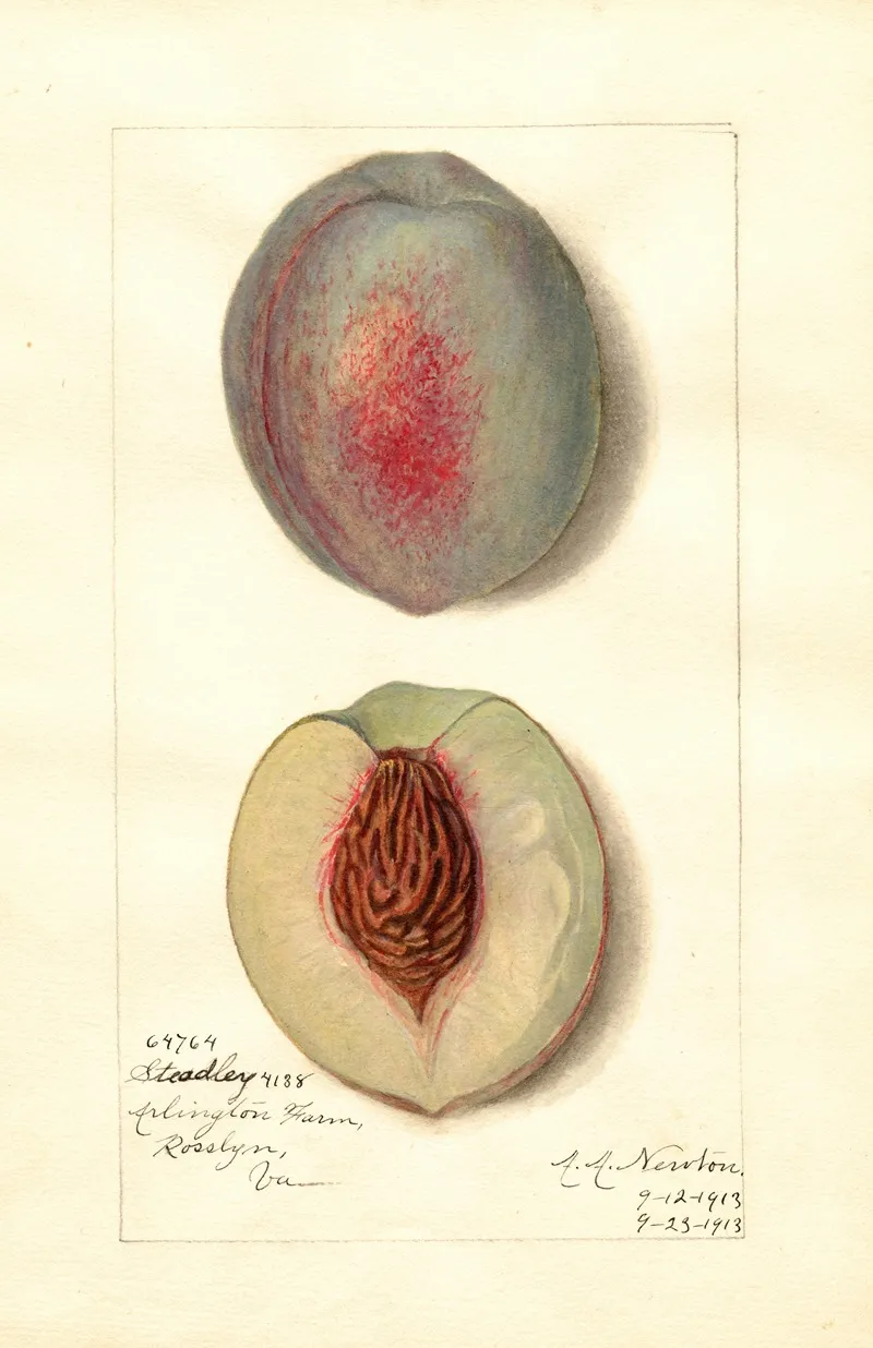 Prunus Persica Steadley Wall Art by Amanda Almira Newton - High-Resolution Digital Print