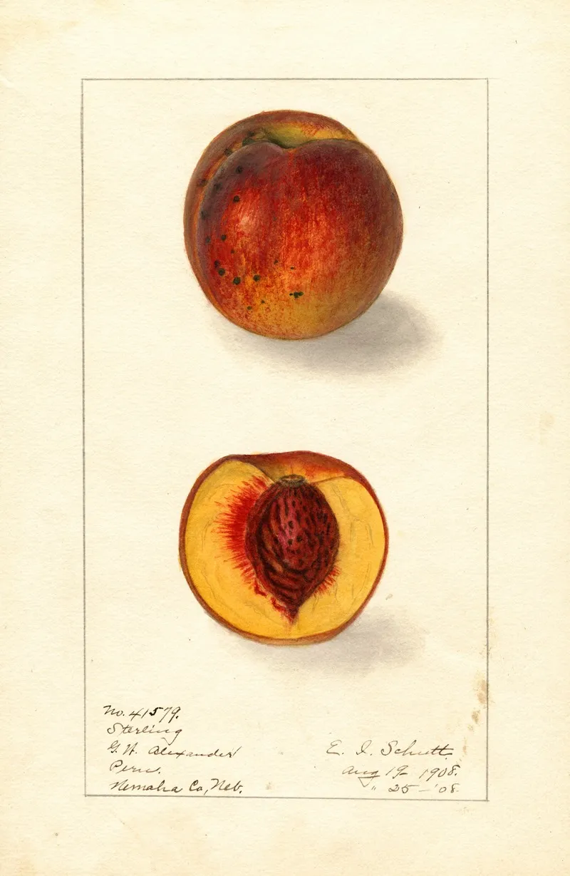 Prunus Persica Sterling Wall Art by Ellen Isham Schutt - High-Resolution Digital Print