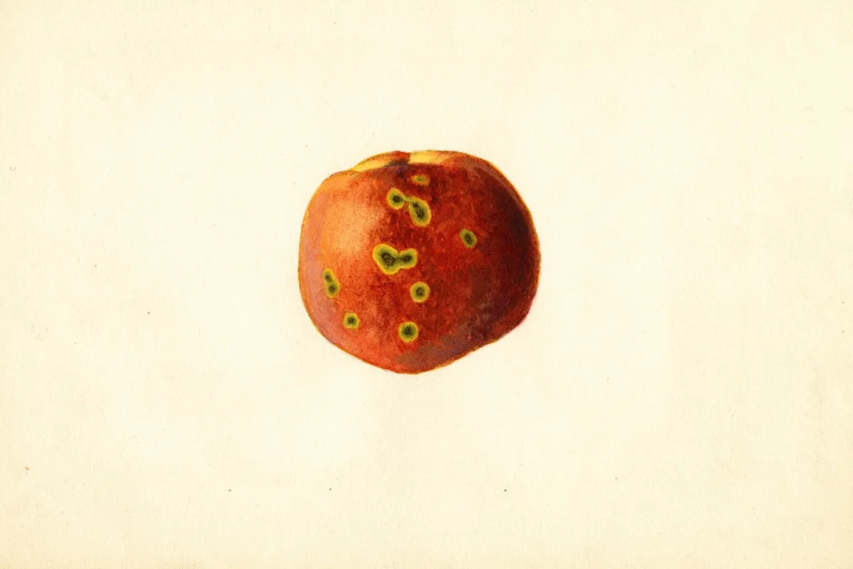 Prunus Persica Sutler Cling Wall Art by James Marion Shull - High-Resolution Digital Print